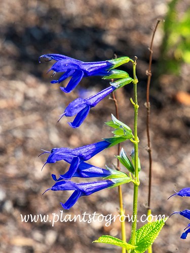 Salvia Blue Ensign (Salvia guaranitica) 
The blue florets are arranged on one side of the flower which is called secund. . The green sepals at the base of the flower are fused which is called gamosepalous.